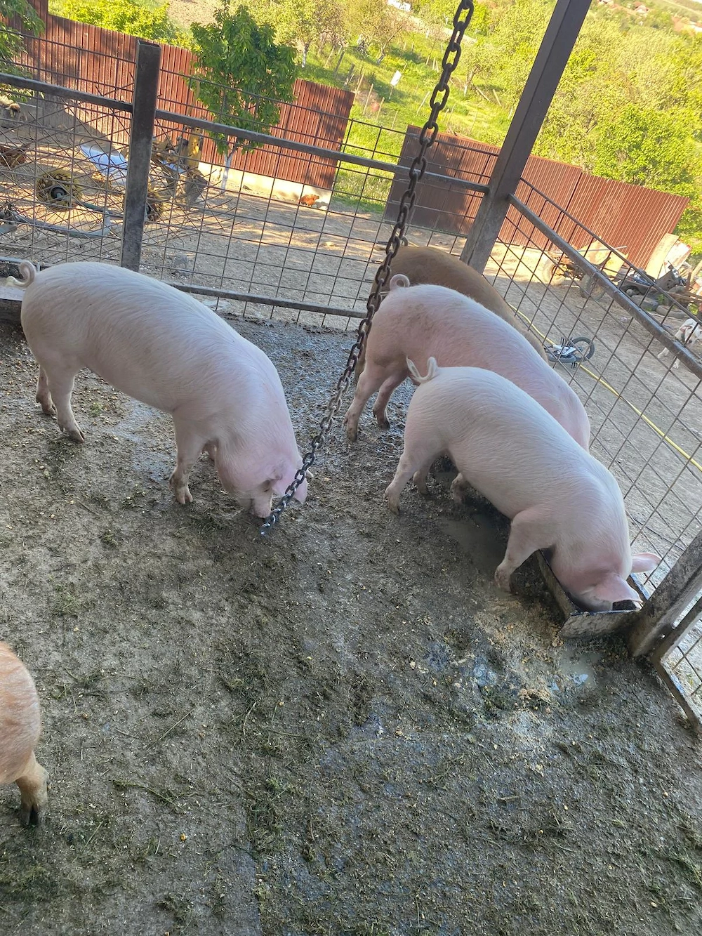 Vând porci landrace 