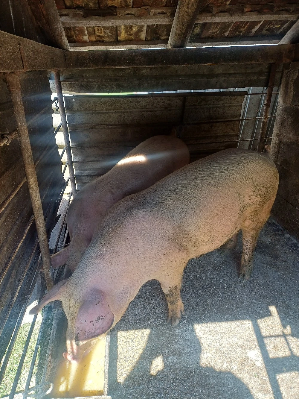 porci crescuti în gospodarie