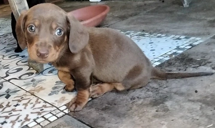 Teckel mascul ciocolatiu 