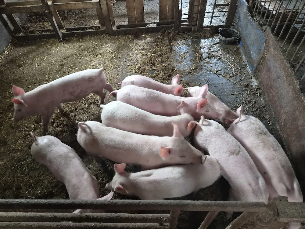 Vând Şoldani, detalii la telefon