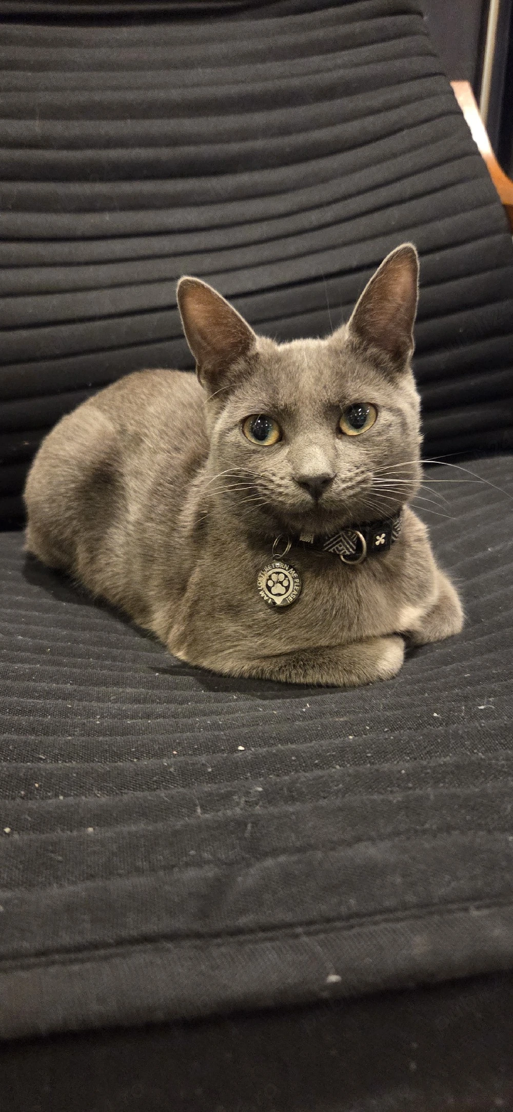 Motănel Albastru de Rusia (8 luni)   Jucăuș și Elegant