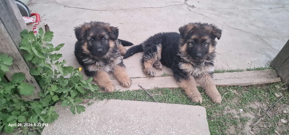 Ciobanesc German par lung 