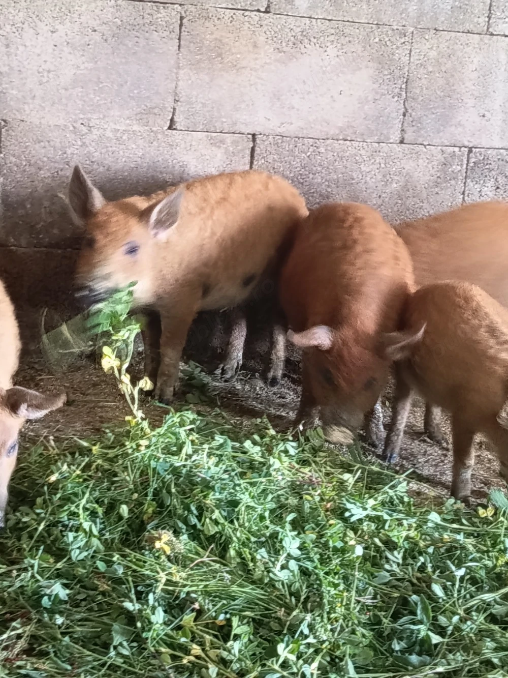 Vand purceii de mangalița de 10 săptămâni 