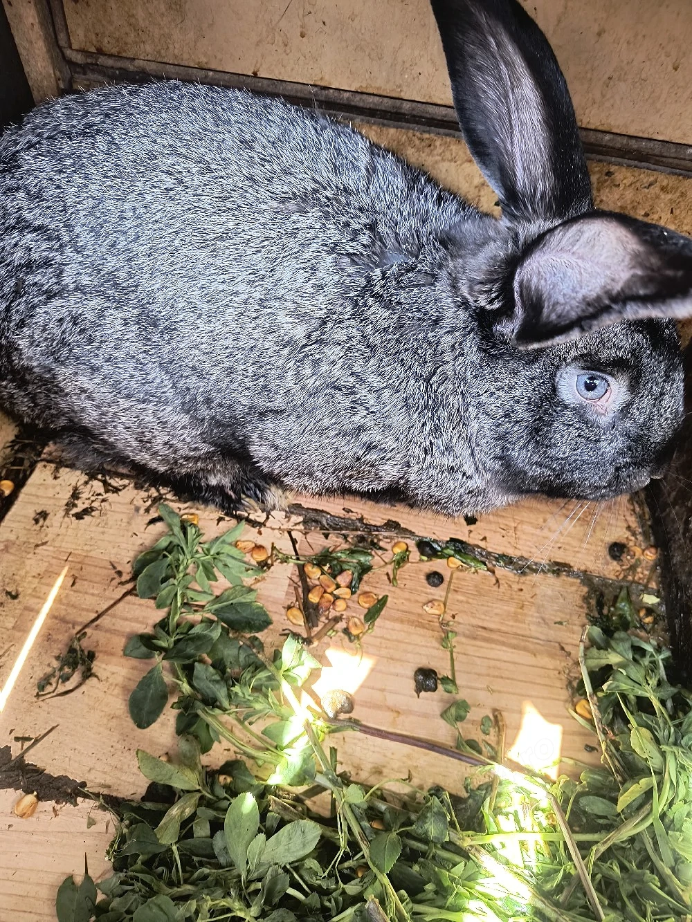 iepuri se duc la casa nou 