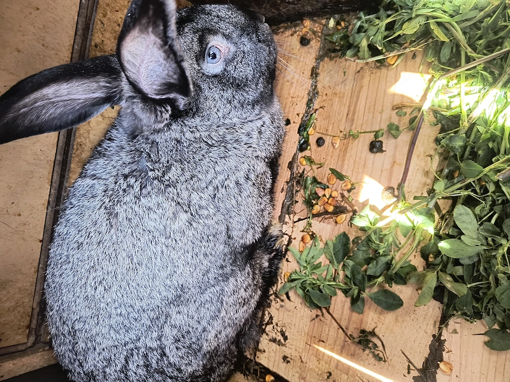 iepuri se duc la casa noua 