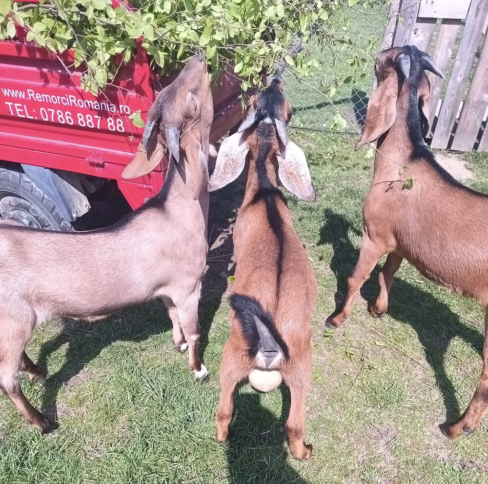 Iezi anglo nubian metis cu alpin francez