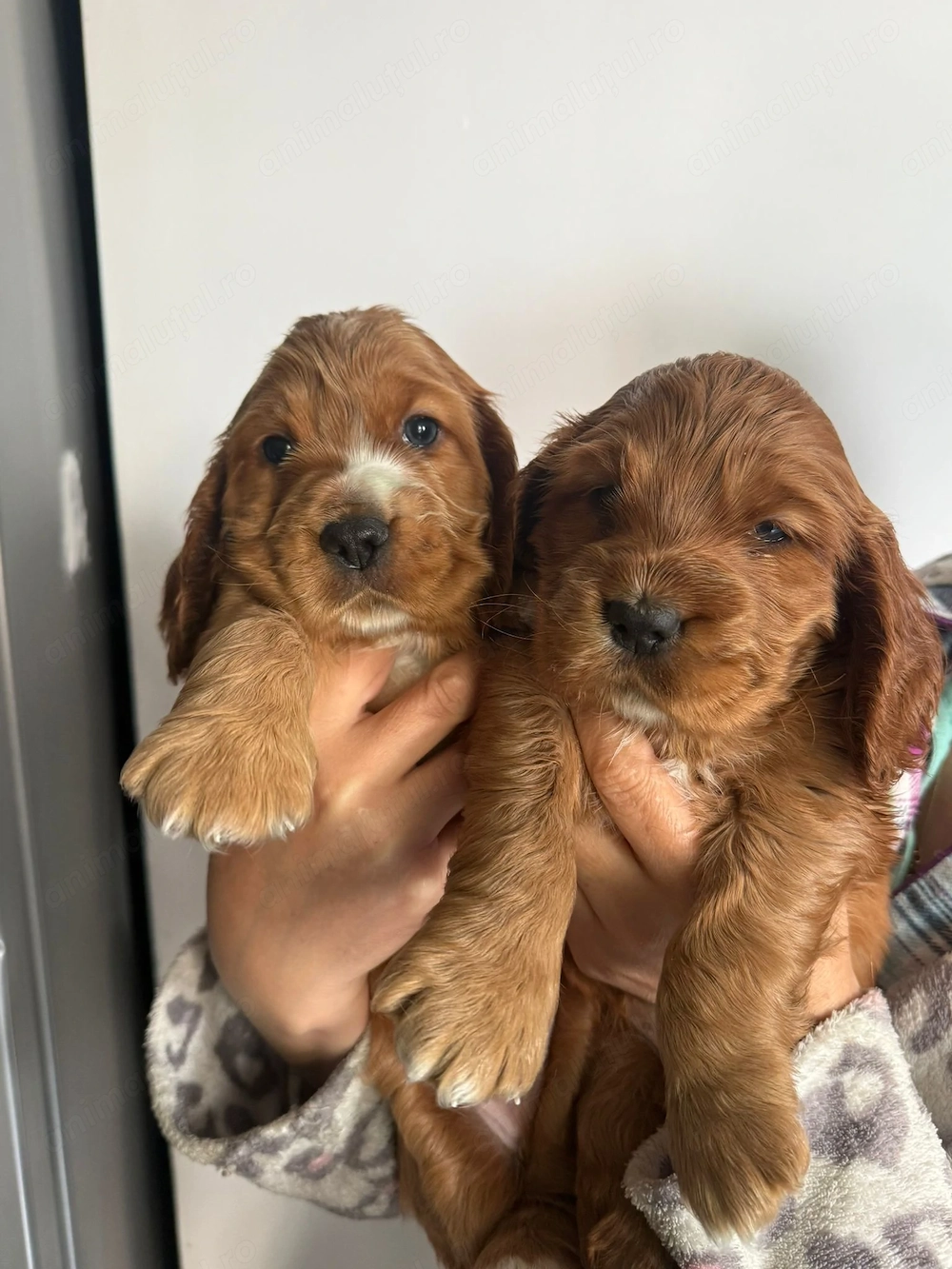 Cocker Spaniel fetita si baiat