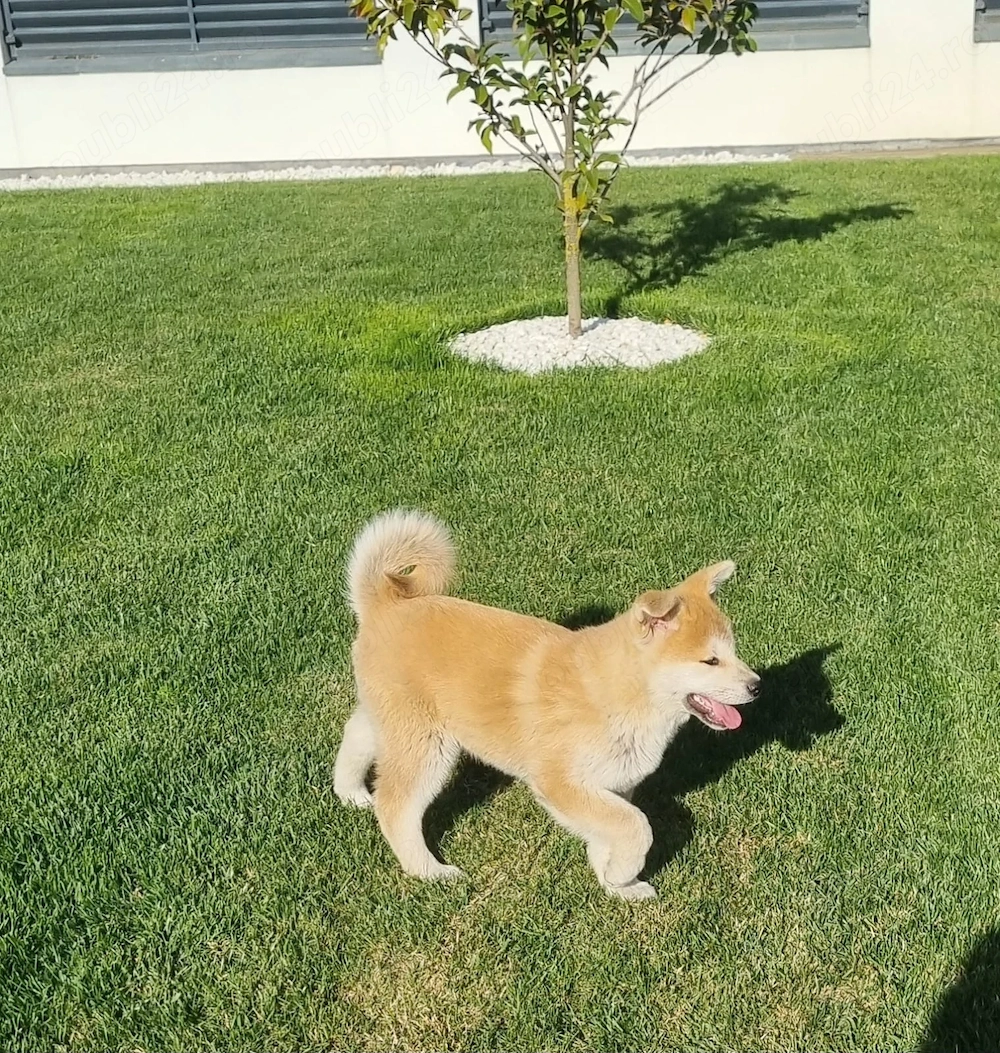 Akita Inu de vânzare 