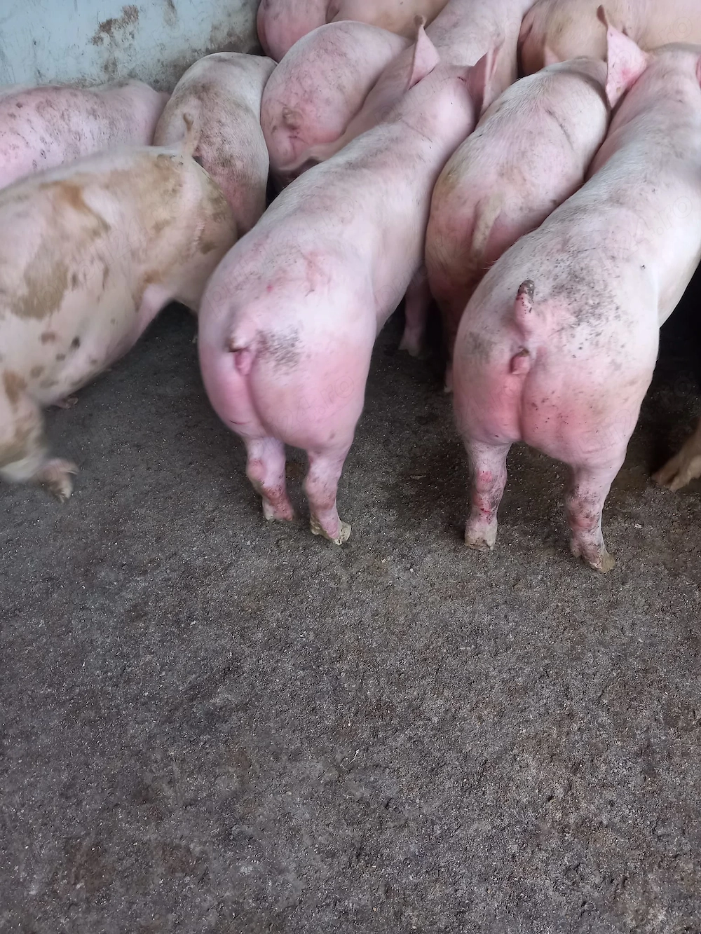 Porci rasa de carne și mixta