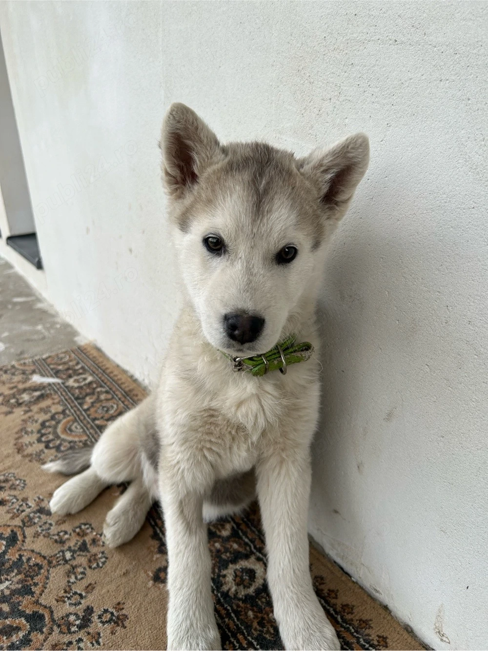 Pui Husky 