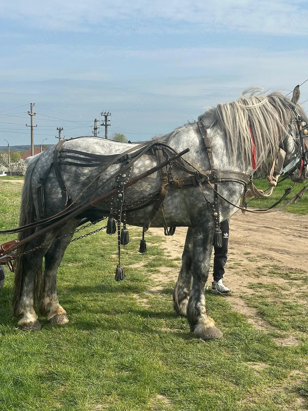 Armasar de 4 ani de vânzare 