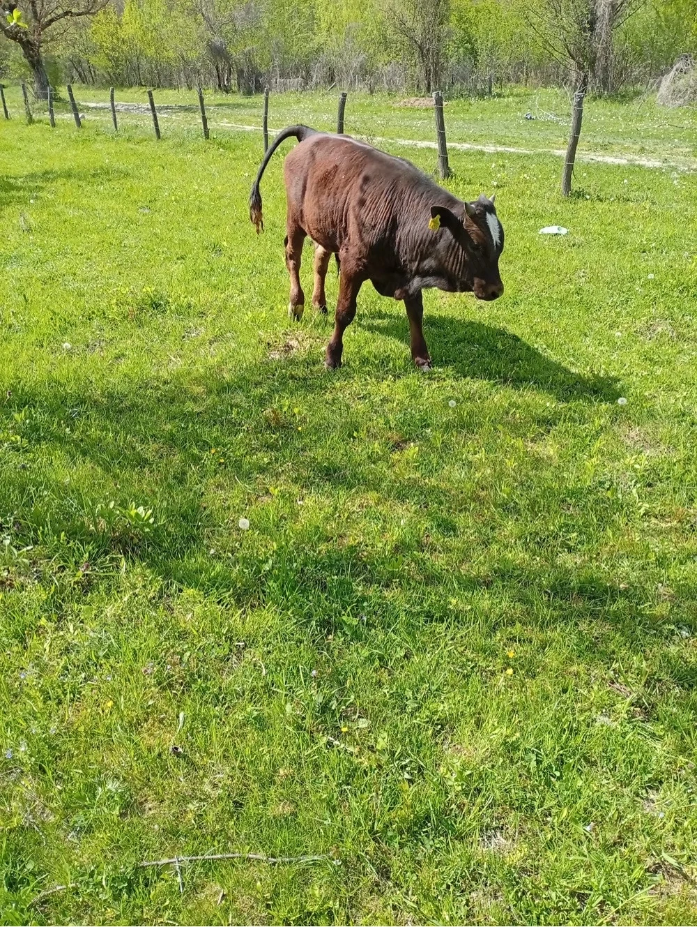 Vand vaca gaestanta si cu vitel 