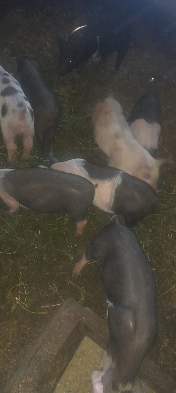 De vanzare purcei 9 buc 