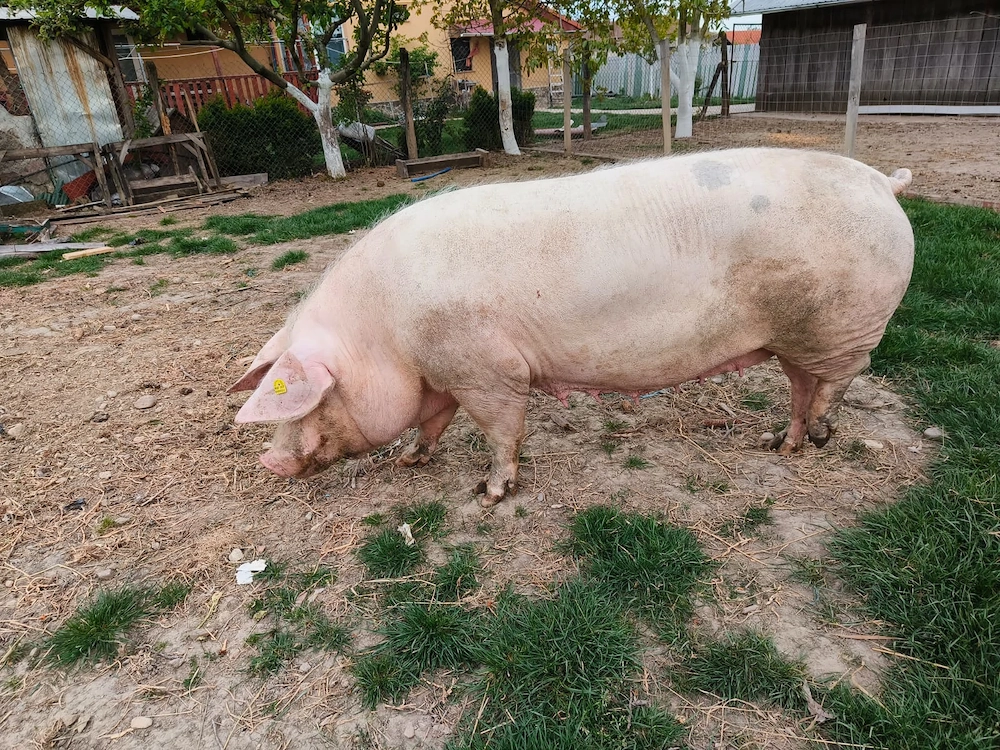 Vind 2 scroafe  pentru sacrificare  sau pentru montare 