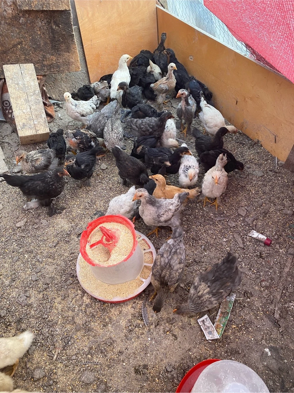 pui Brahma 6 saptamani