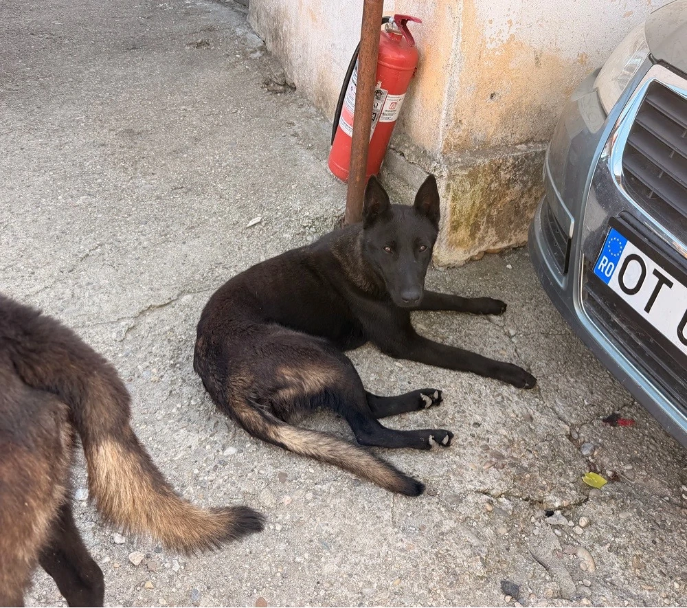 De vânzare mascul Ciobănesc belgian Malinois, în vârstă de 11 luni.  Câinele este vaccinat, deparazi