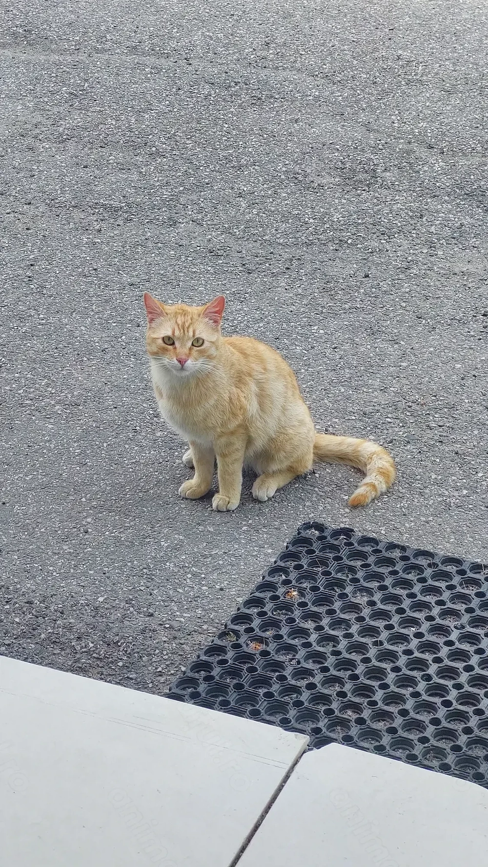 Pisica blândă, adoptie 