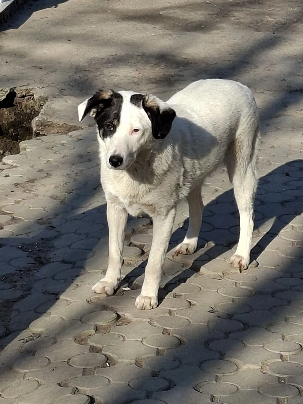 Donez catelusa sterilizata de 10 luni