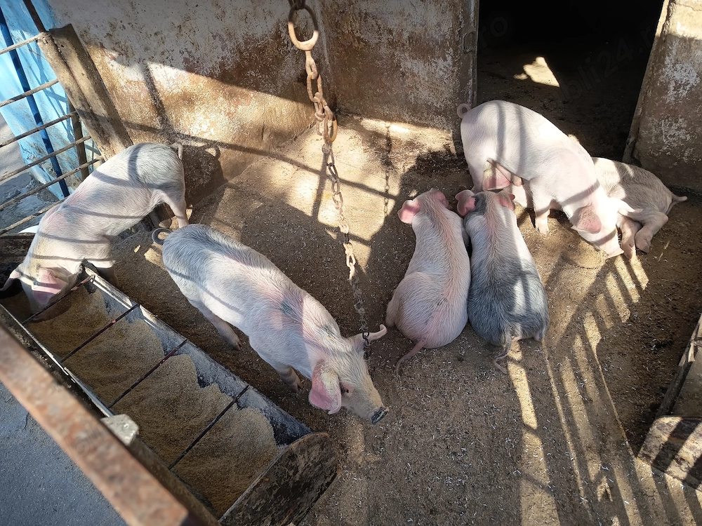 Purcei de 8 săptămâni 