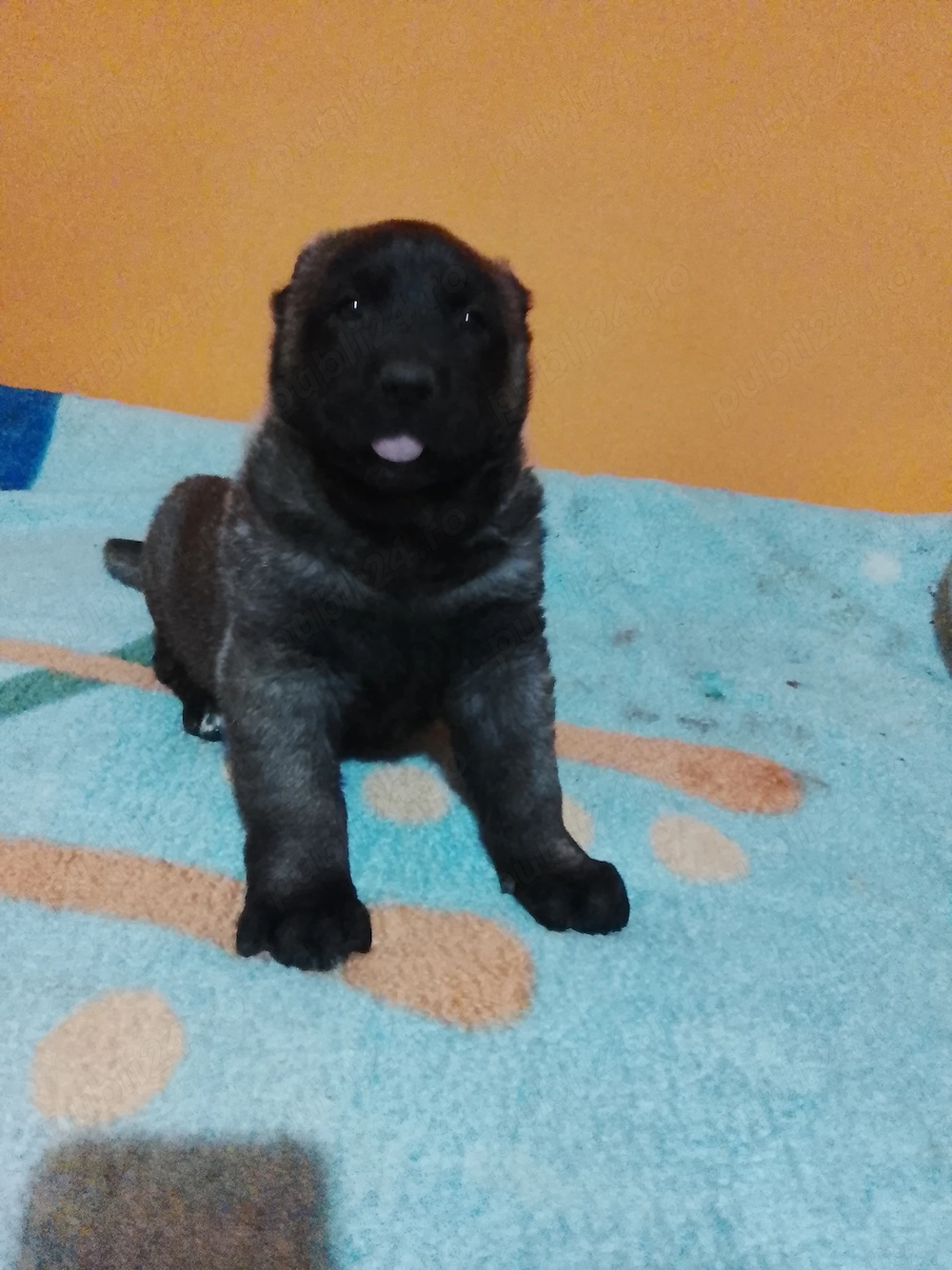 Pui kangal din părinți de elita