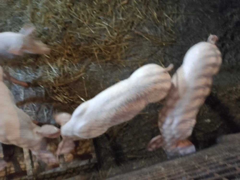 Purcei de vânzare!