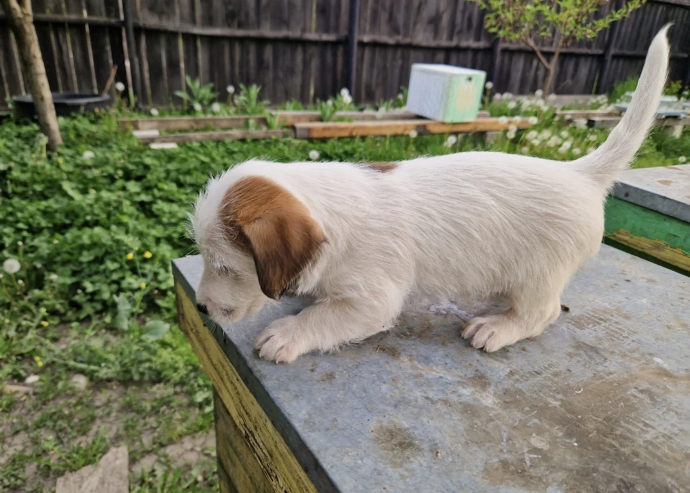 Jack russel terrier pui