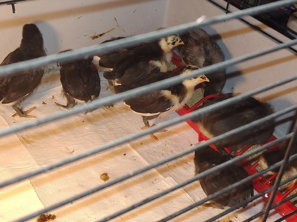 Pui australorp negru vaccinati si imunizati