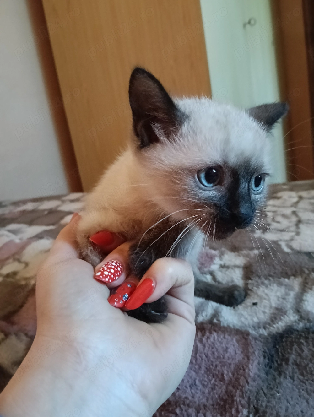 Puiuți drăguți de siameză