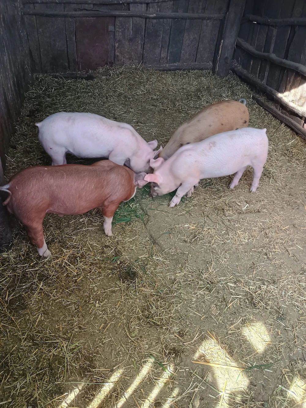 vand 4 purcei sanatosi de 8 saptamani, localitatea Piscolt