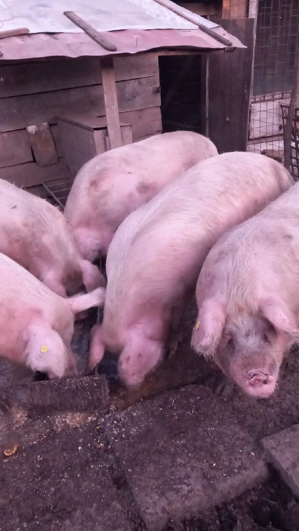Vand porci 