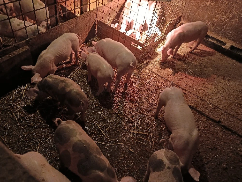 purcei 8 si 9 saptamani !! 