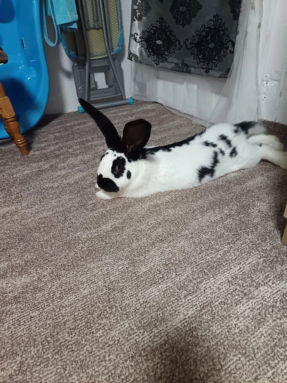 Mascul Fluture Pestrit German disponibil pentru monta 