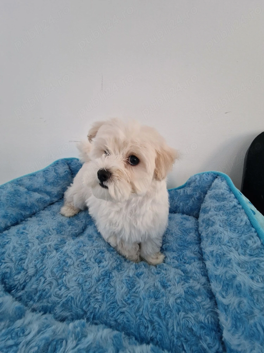 Cățelușa bichon maltez