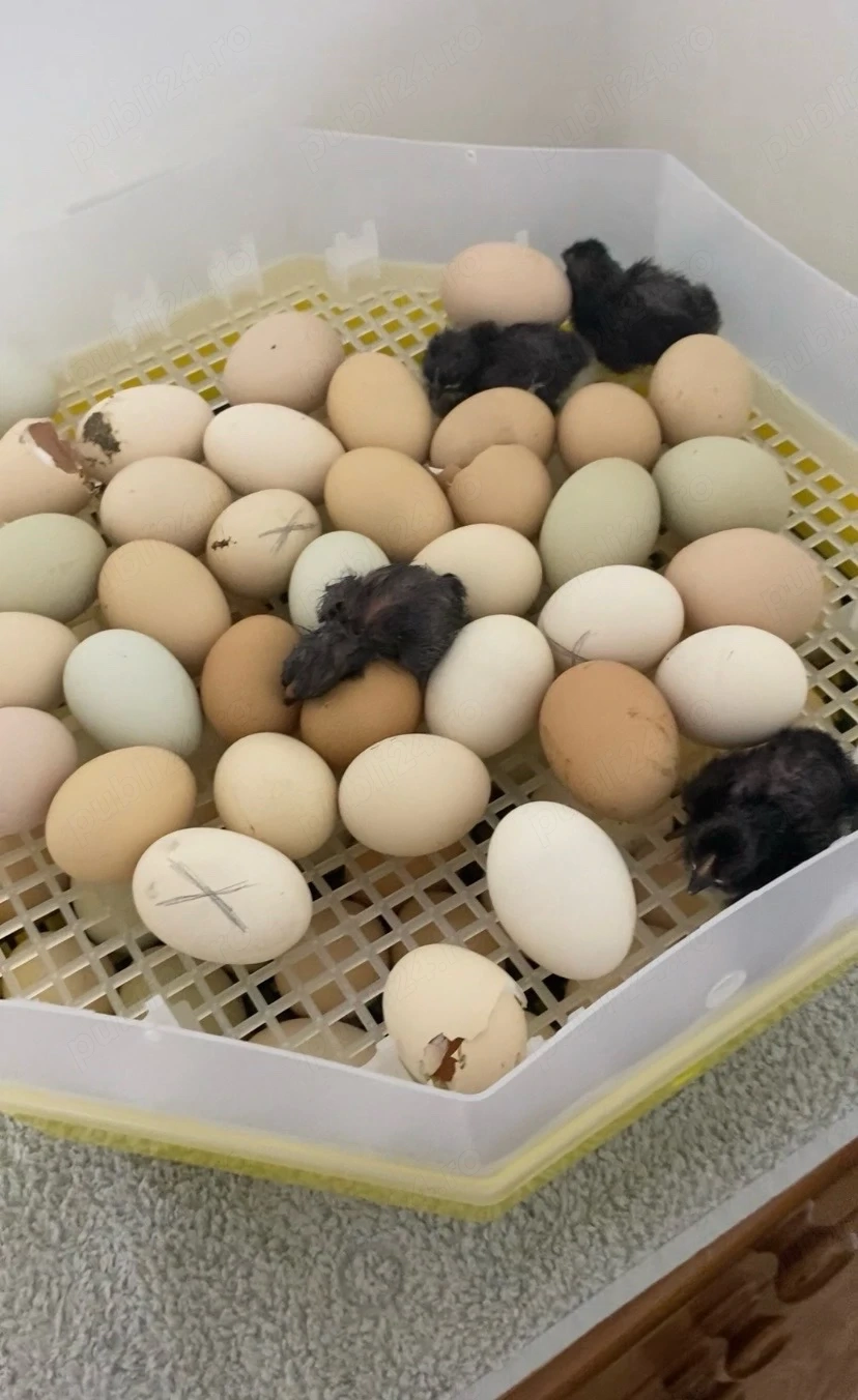 Incubator Cleo 5x2