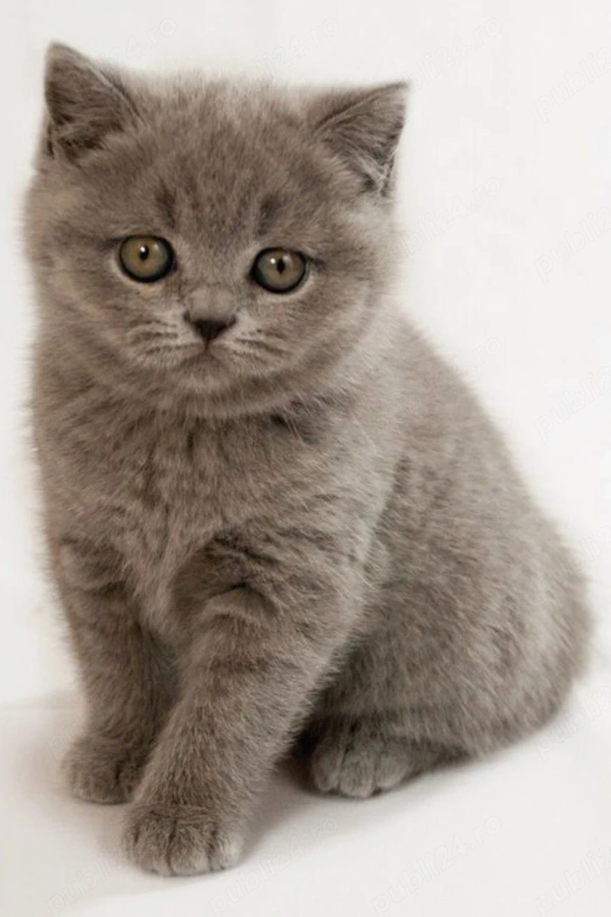 British shorthair Blue 