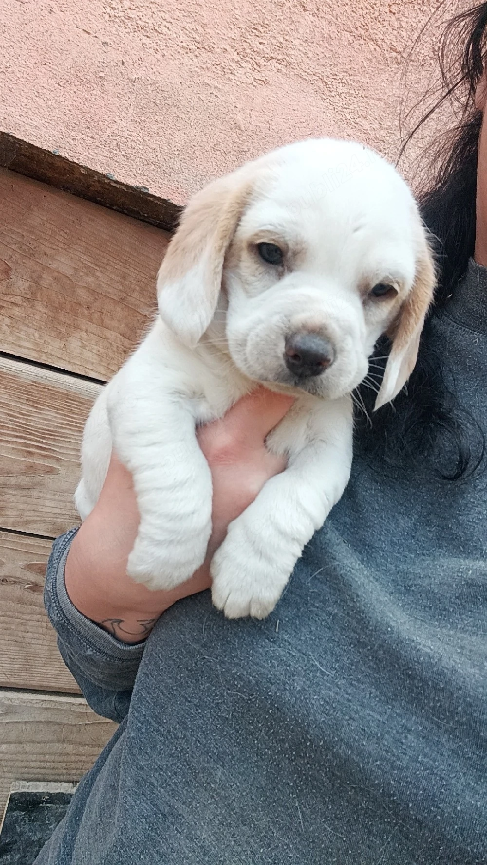 Fetita beagle bicolor