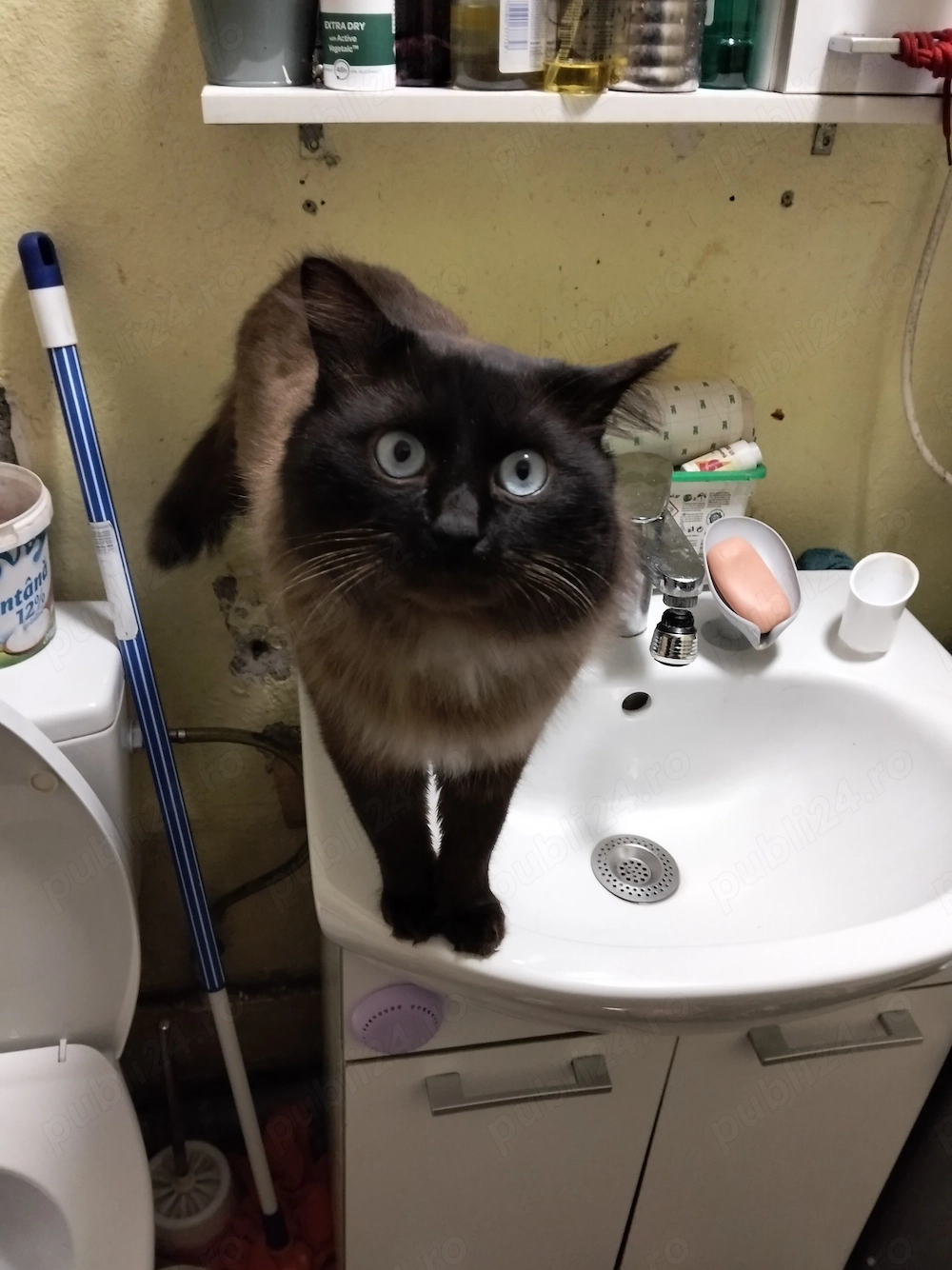 Pisoiasi siamezi fetiță și baietel