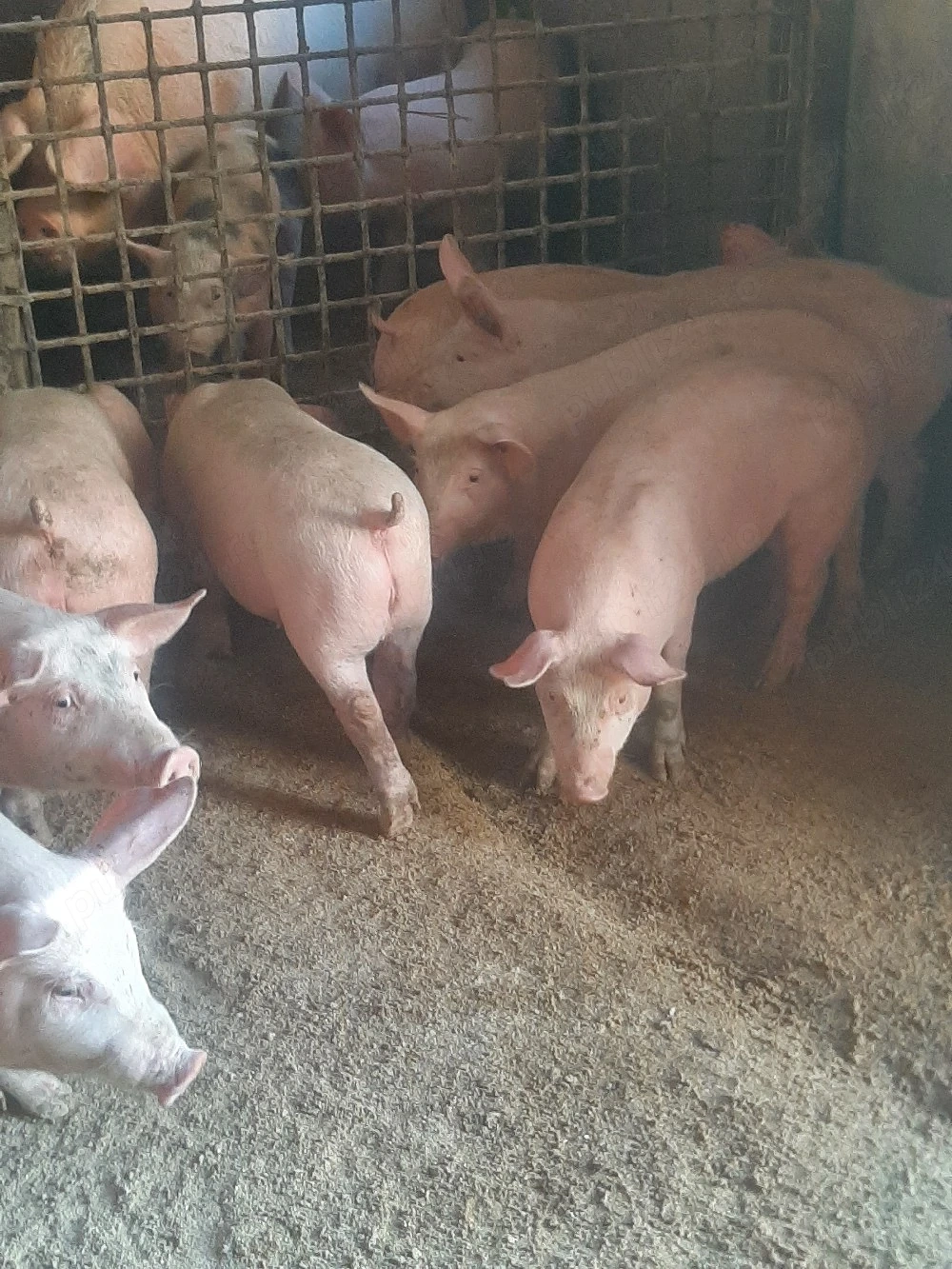 vând purcei, soldani. porci. diferite mărimi 