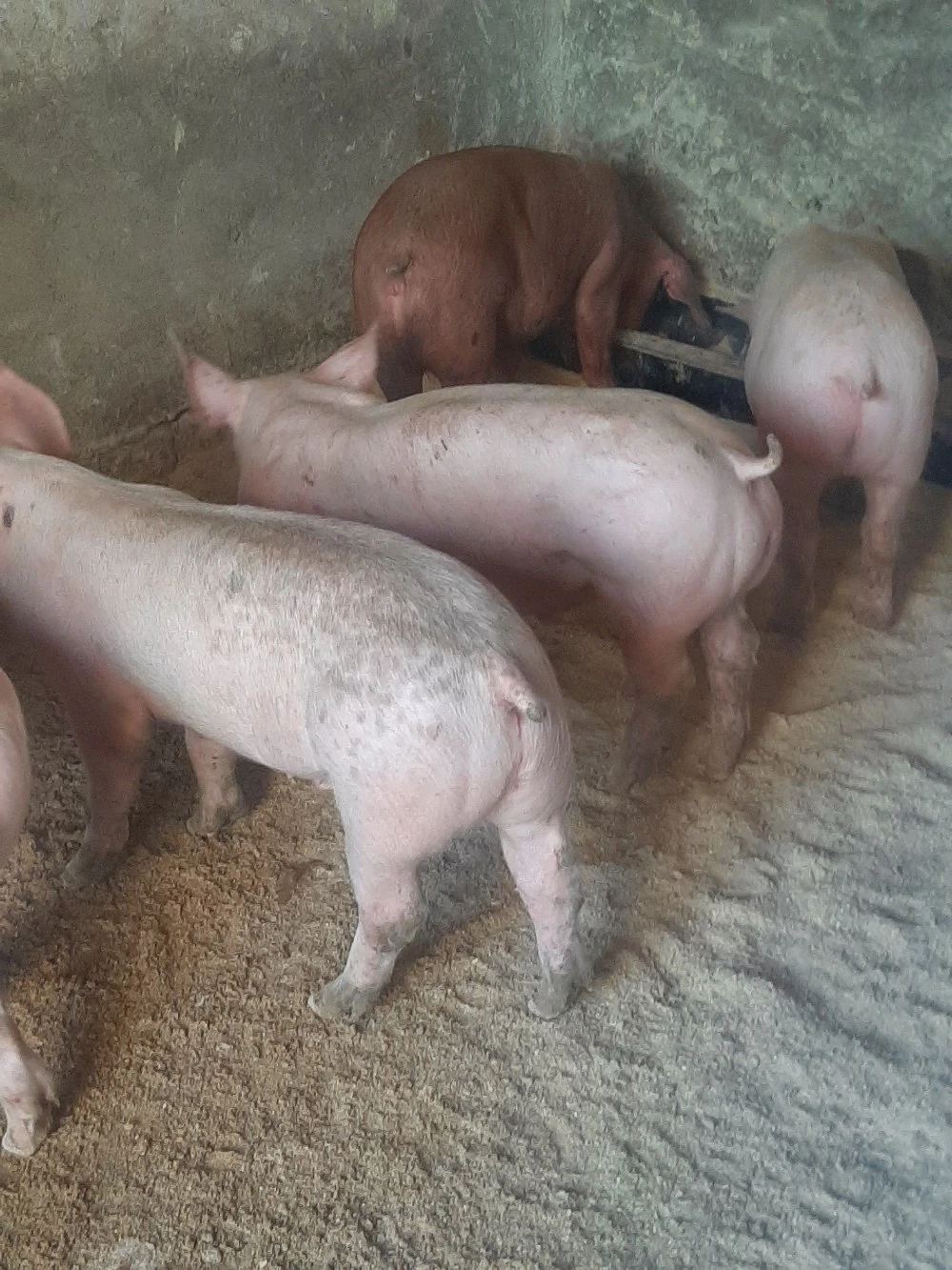 vând soldani de carne diferite mărimi 