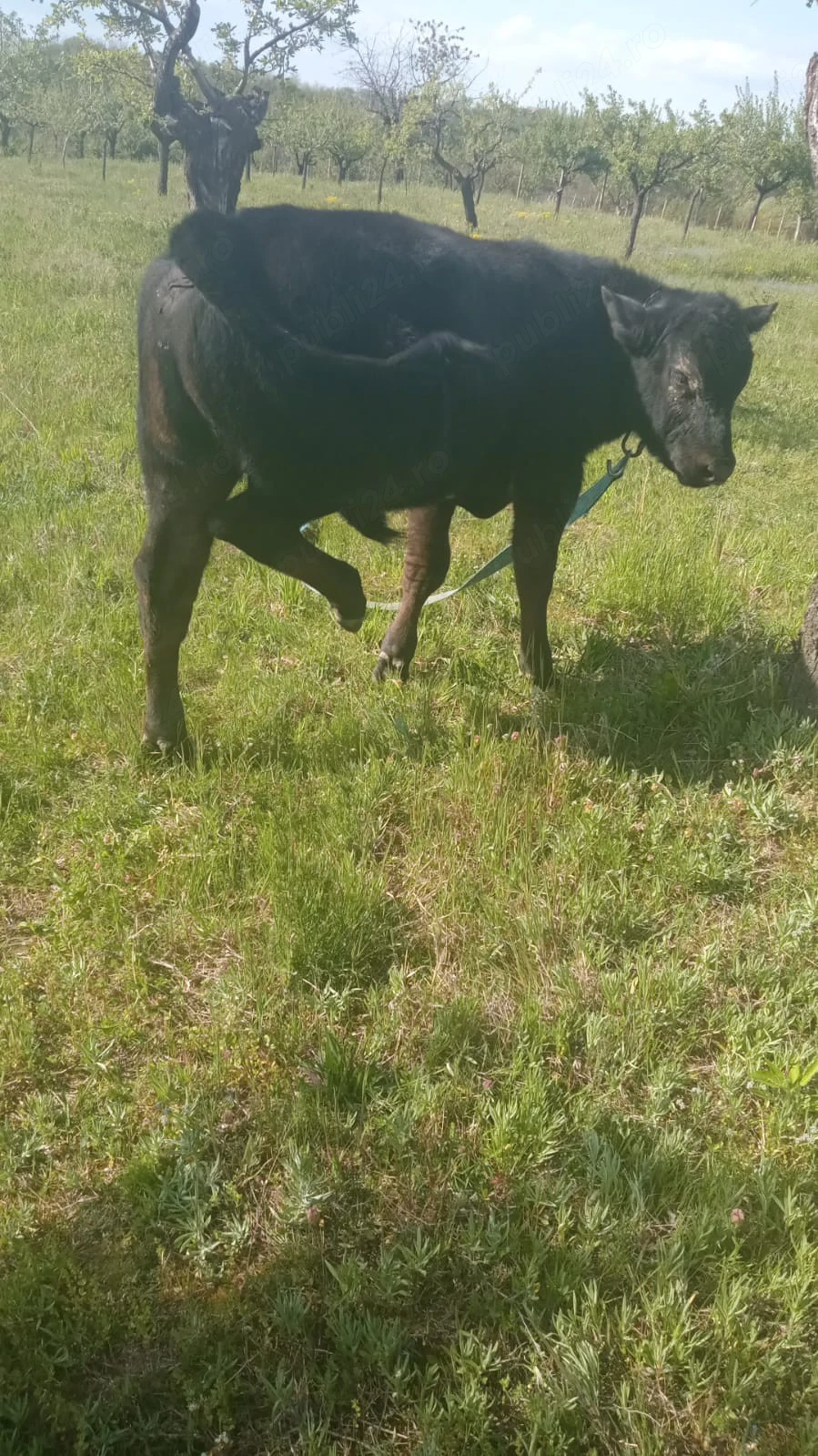 vând tăuraș angus