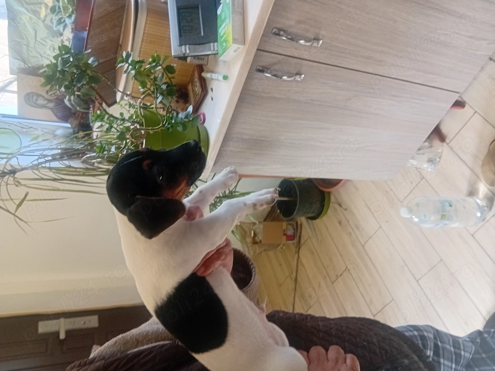 Pui Jack Russell Terrier vaccinati 