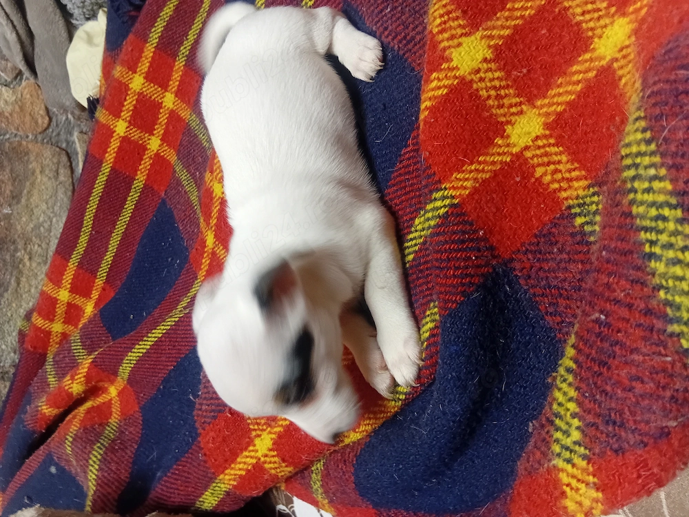 Pui jack Russell Terrier tricolor