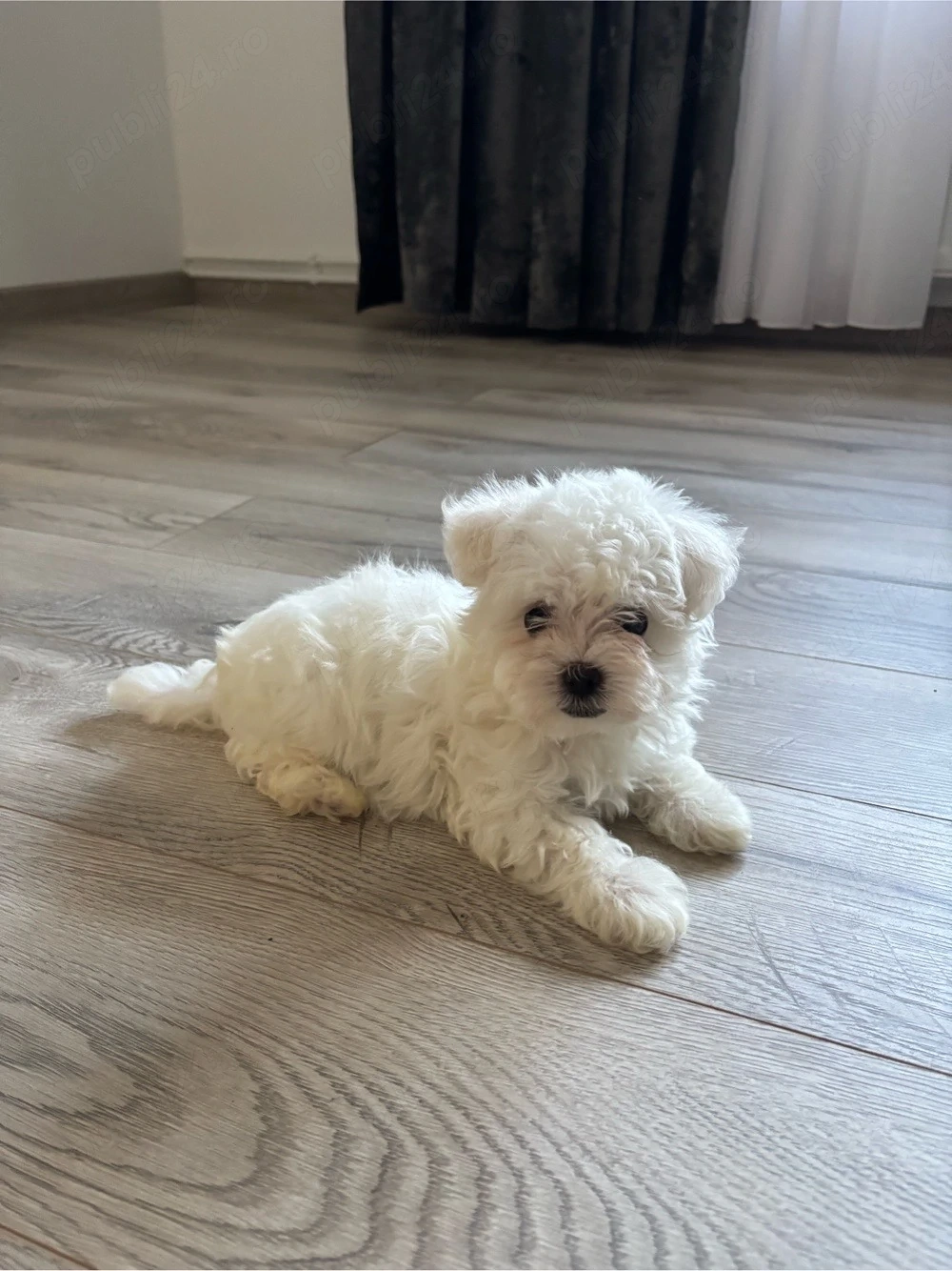 catei bichon maltez 