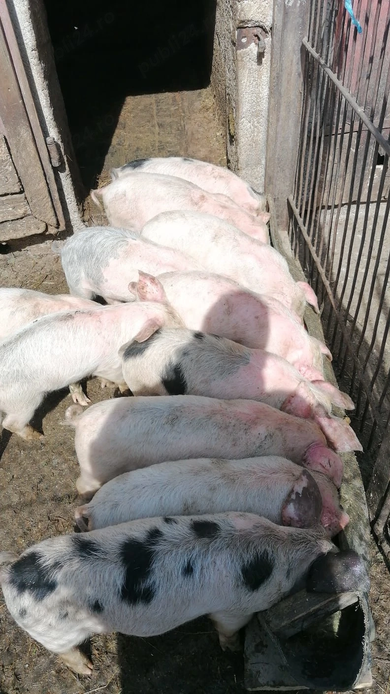 De vânzare 15 purcei(7 săptămâni )la Cornereva 