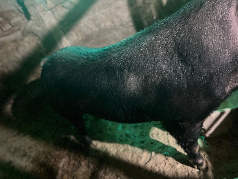 Vand porc pentru sacrificat 