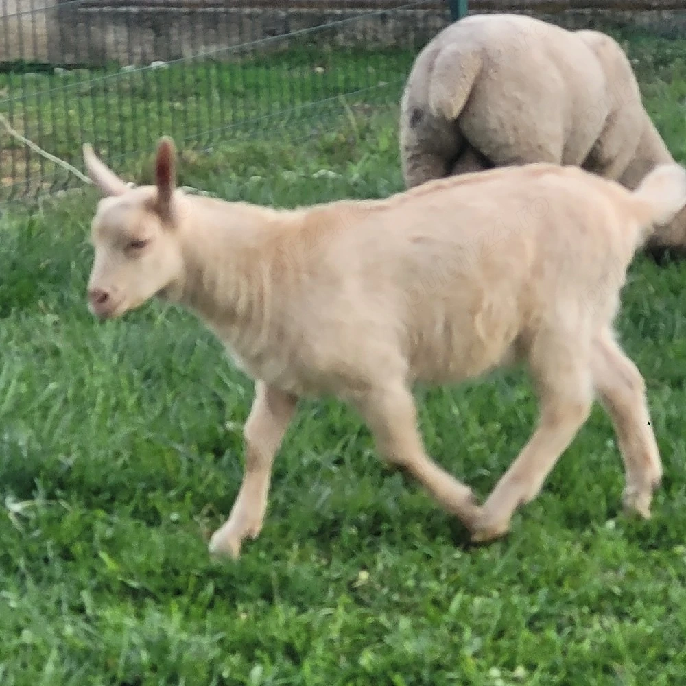 vand sau schimb tap sut din mama sanen si tatal alpin