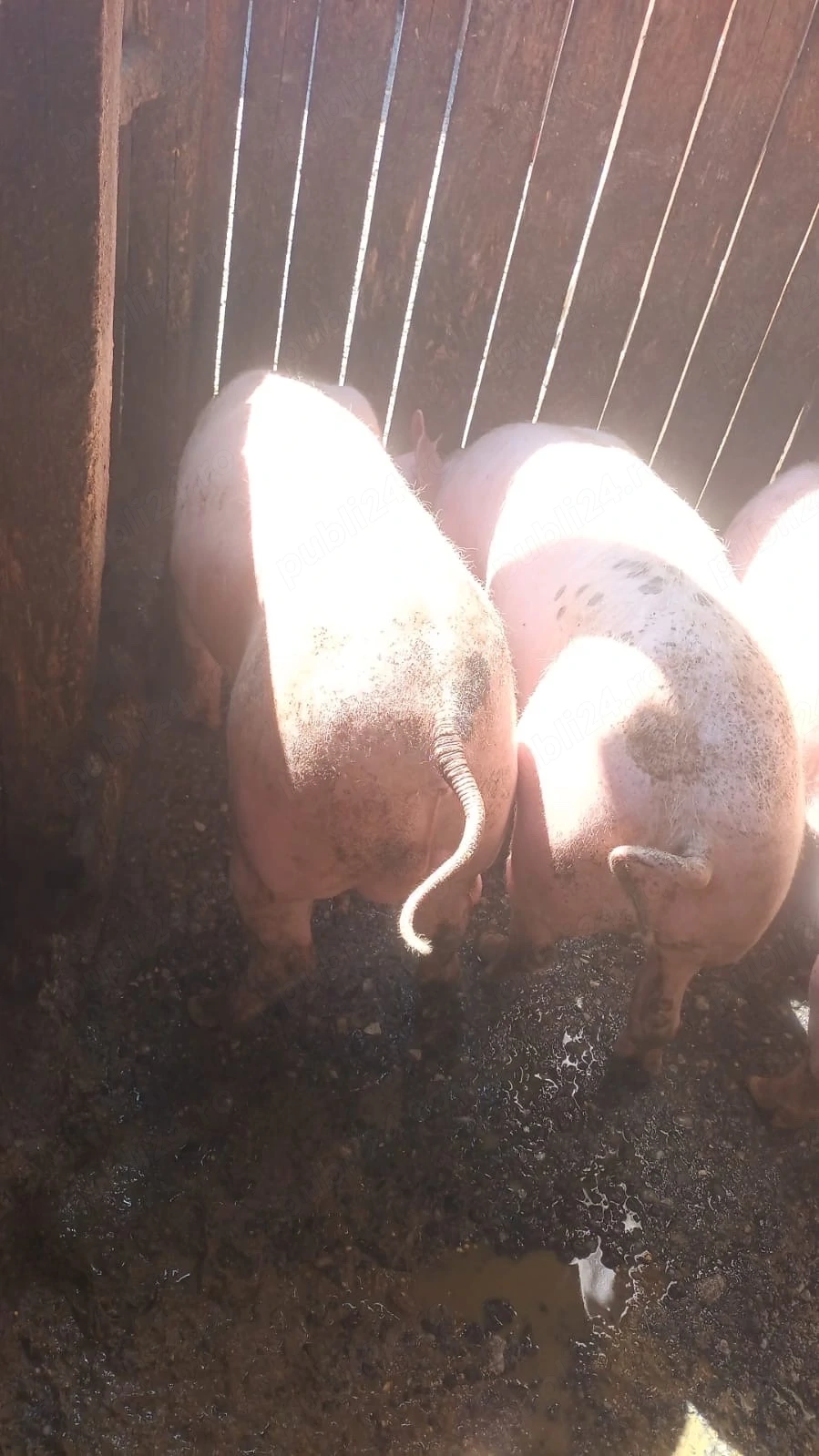 vand porci
