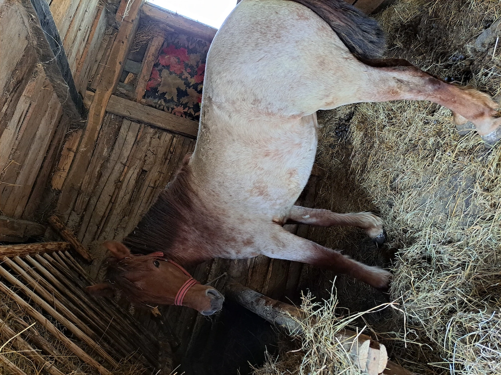 Vand manza sau schimb cu vaca