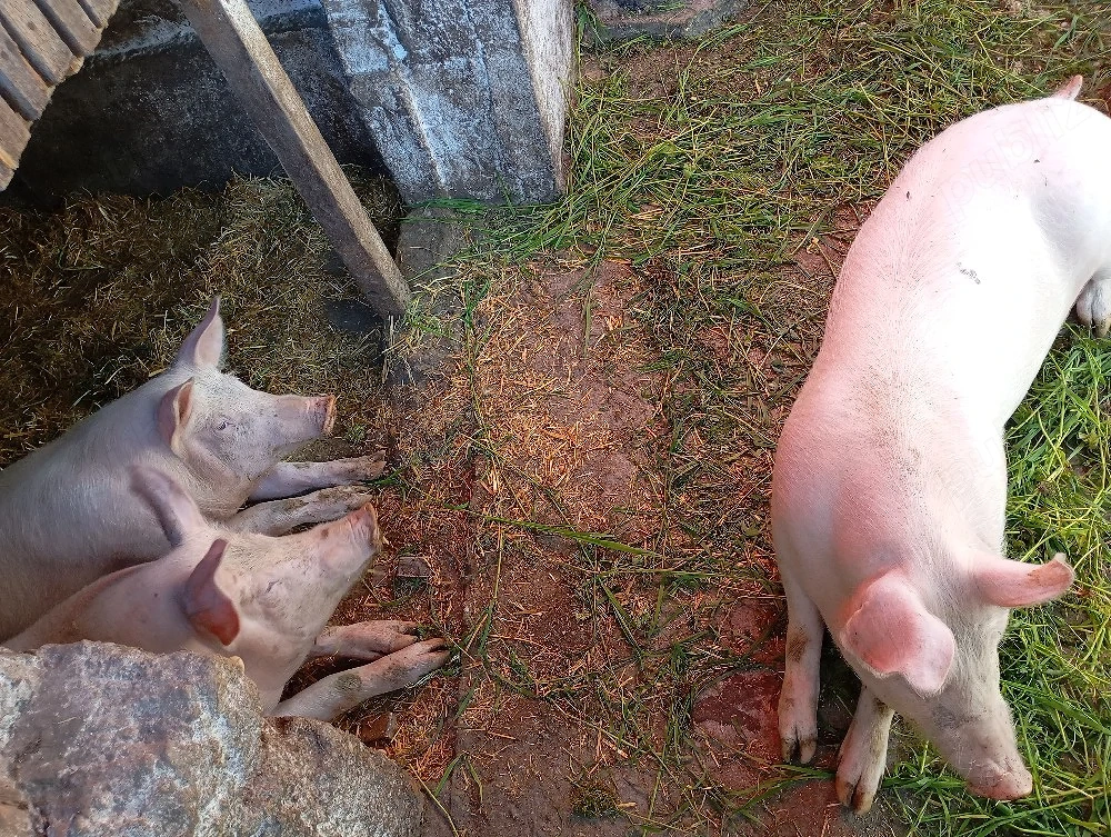 Scrofițe metis Landras cu Pietrain 