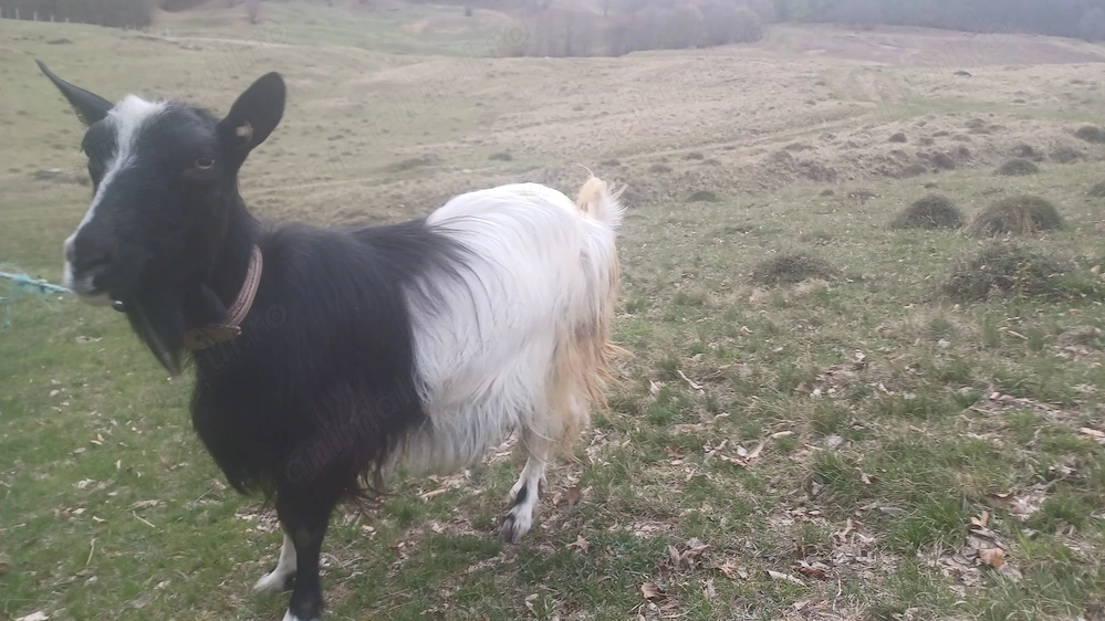 De vânzare 3 capre și 2 iezi 1700 lei negociabil 